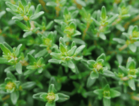 <span>Clinically </span> Studied Ingredients