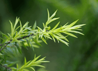 <span>Clinically </span> Studied Ingredients