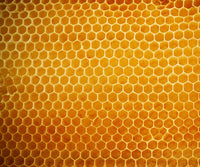 <span>Clinically </span> Studied Ingredients